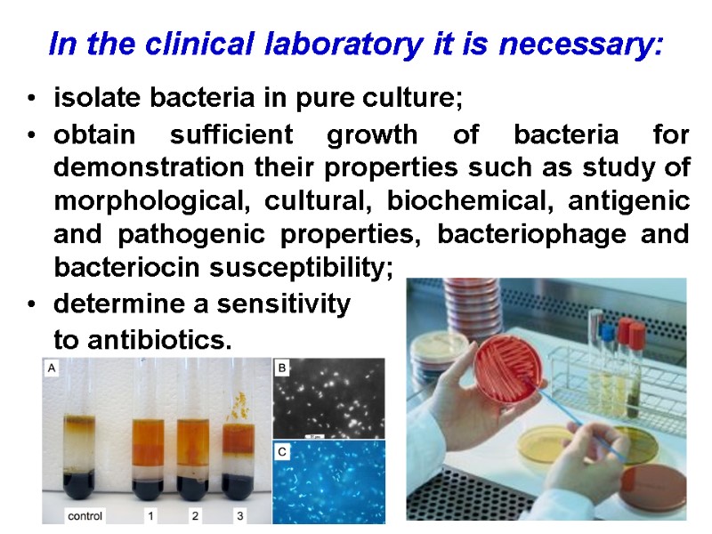 In the clinical laboratory it is necessary: isolate bacteria in pure culture; obtain sufficient